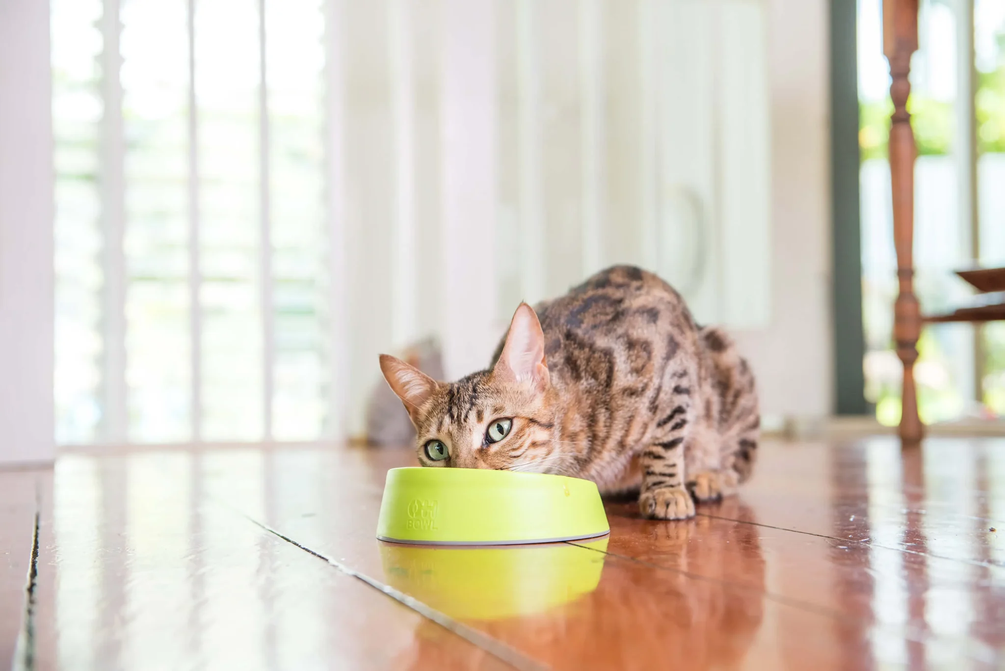 9349785000074 OB6001GN OH Bowl Cat Green Bengal (1)