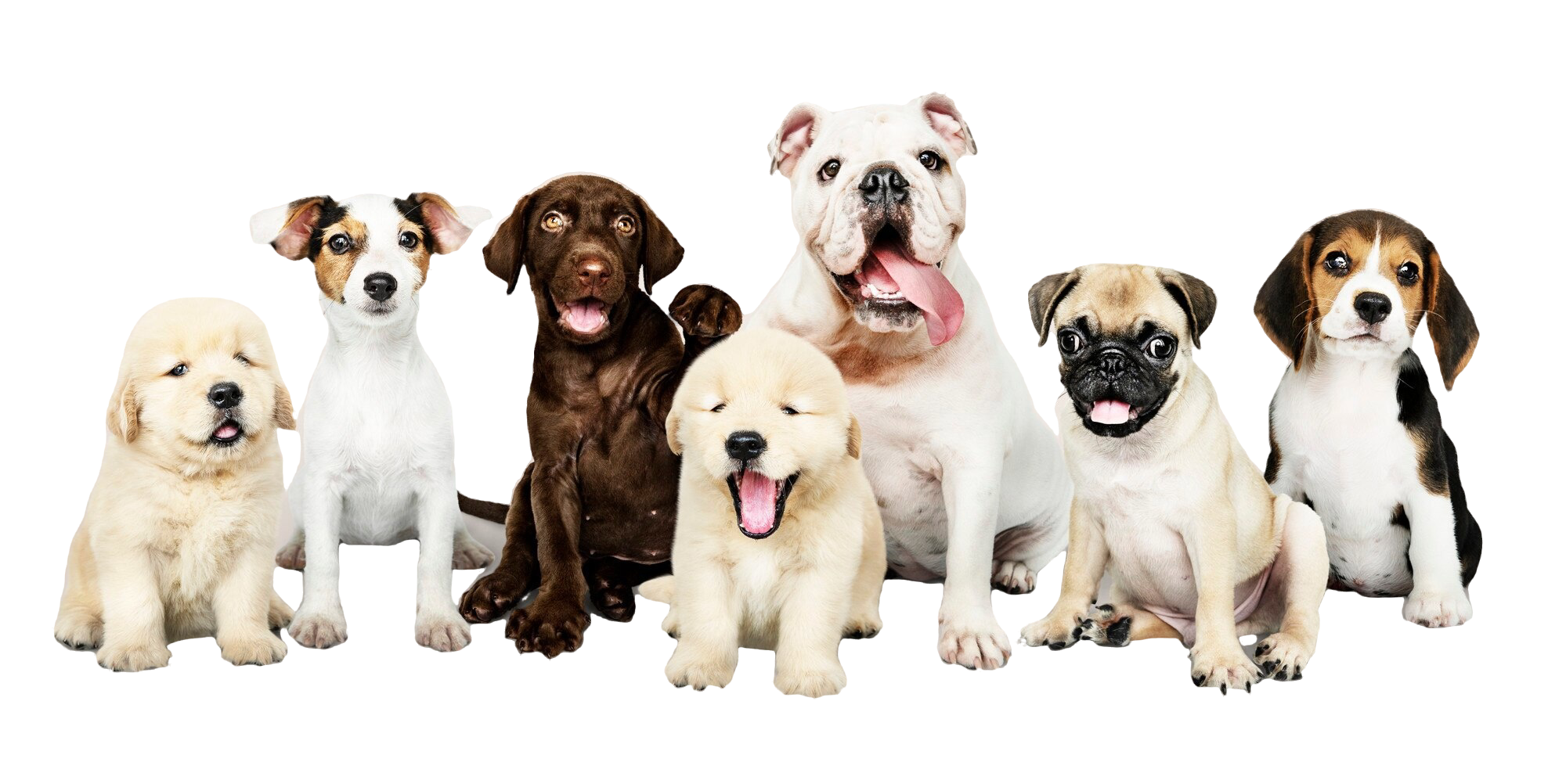 group-portrait-adorable-puppies
