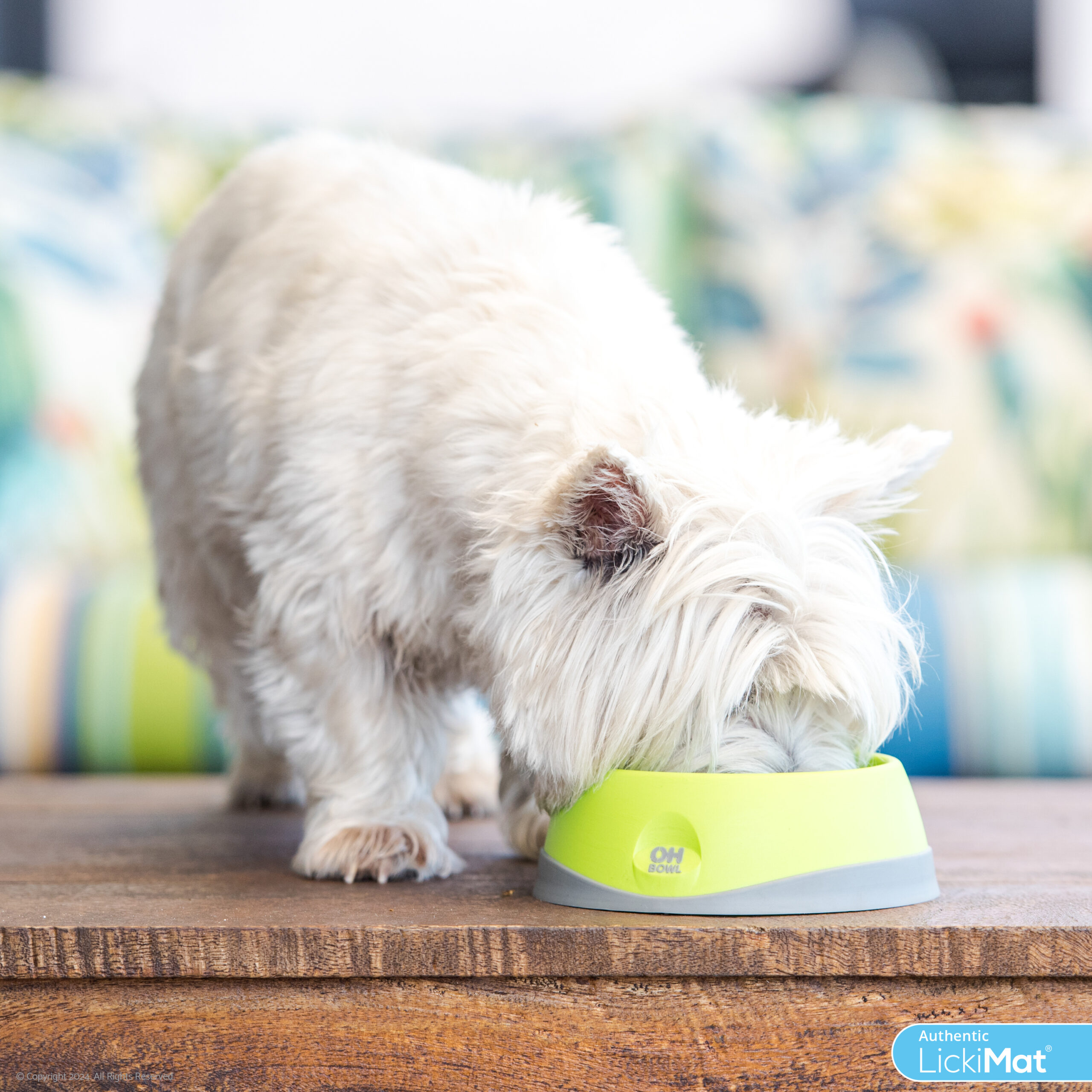 3000px Lifestyle Dogs_11